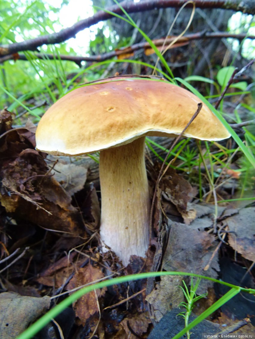 А у вас какое лето? Женька и её друзья