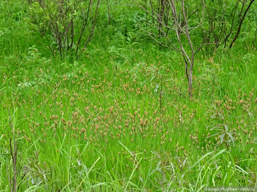 А у вас какое лето? Женька и её друзья
