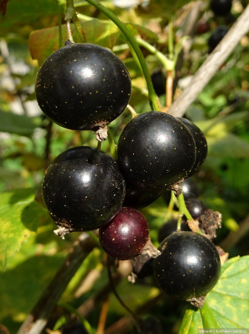 А у вас какое лето? Женька и её друзья