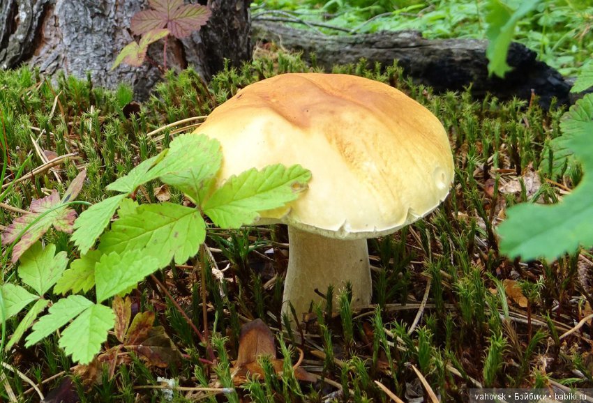 А у вас какое лето? Женька и её друзья