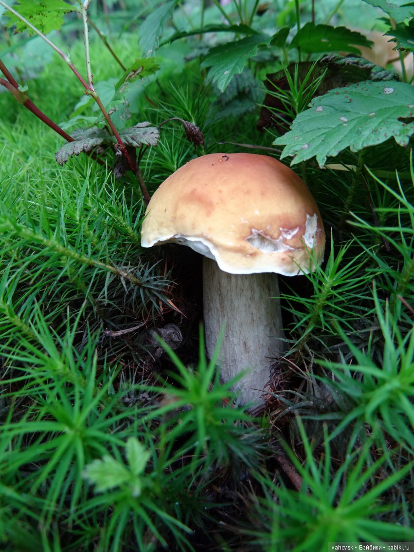 А у вас какое лето? Женька и её друзья