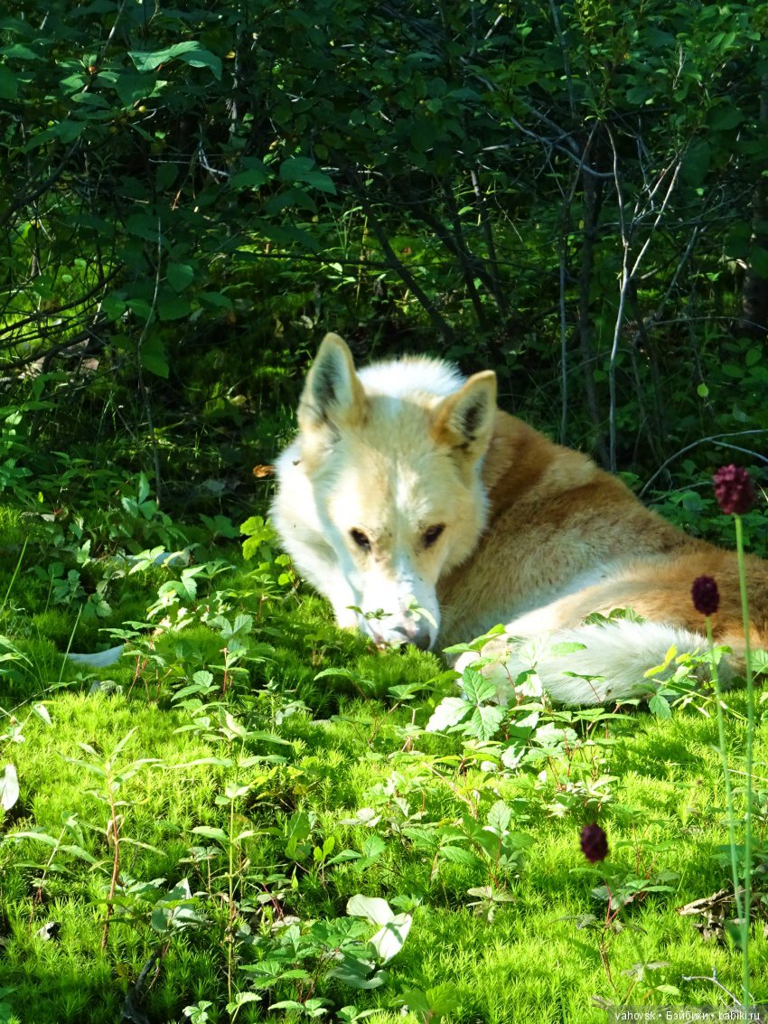 А у вас какое лето? Женька и её друзья
