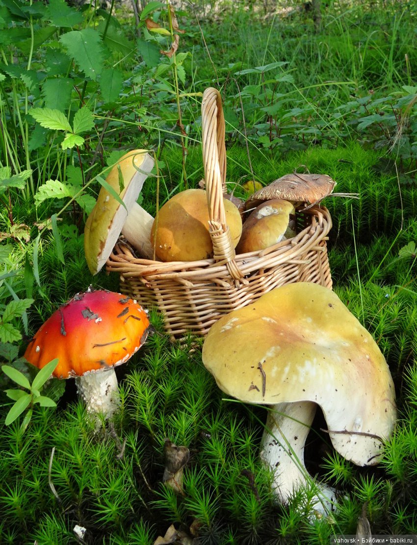 А у вас какое лето? Женька и её друзья