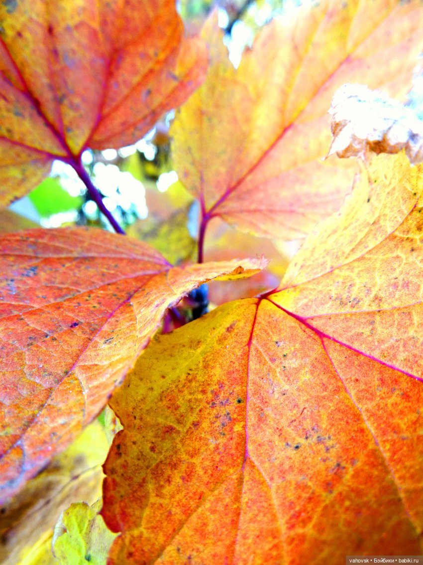 Из лета в осень... продолжение. Осень (фото 7)