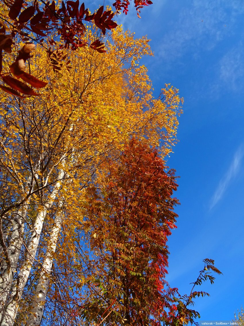 Из лета в осень... продолжение. Осень (фото 2)