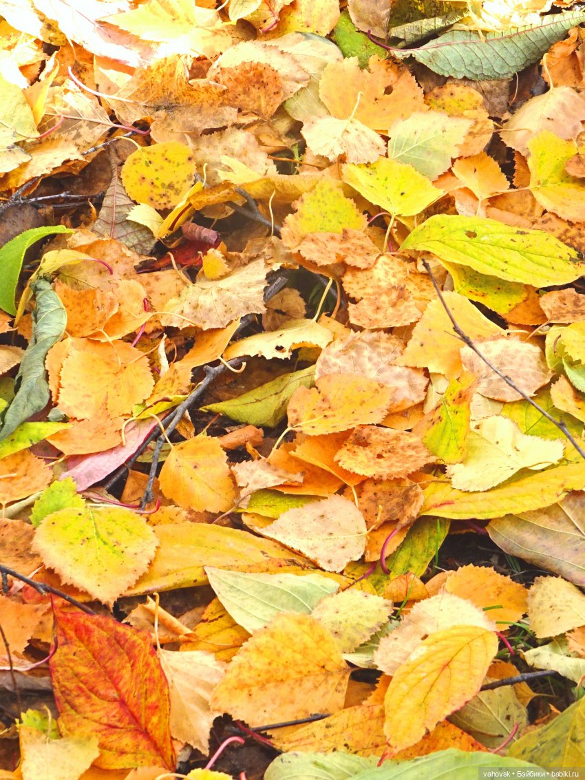 Из лета в осень... продолжение. Осень