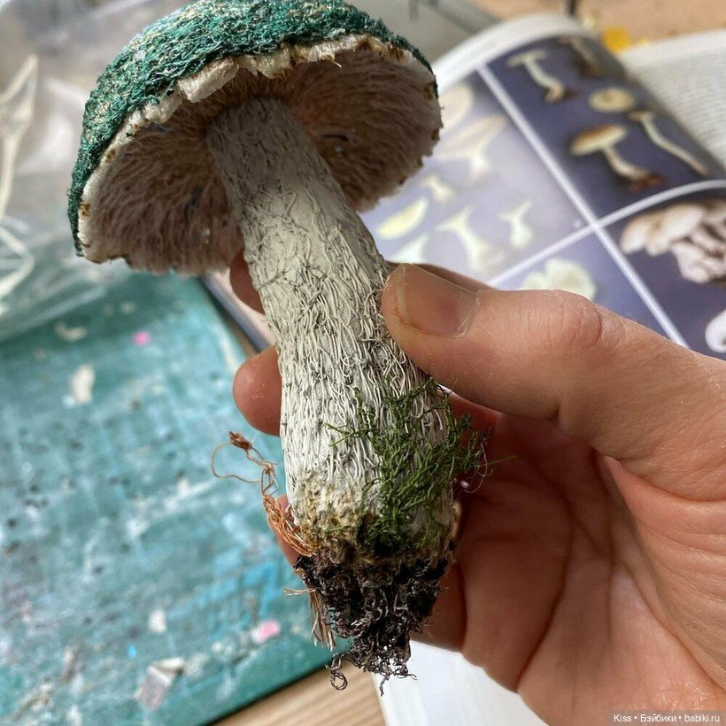 Текстильные грибы Аманды Коббетт (фото 2)