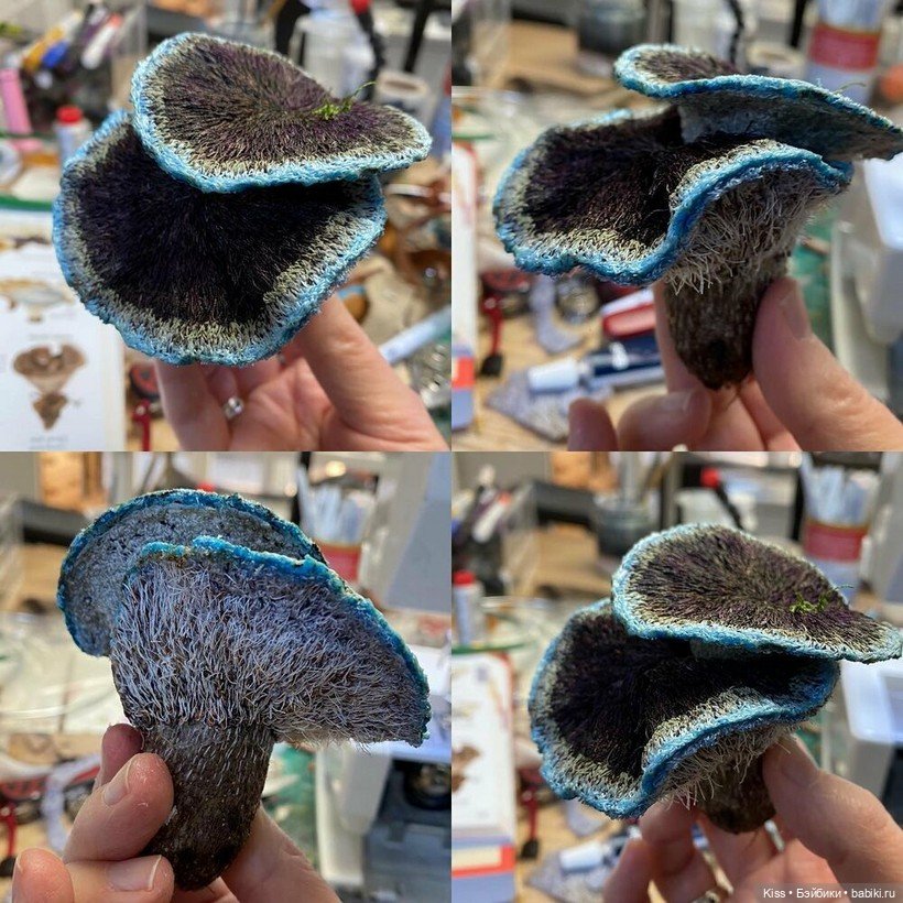 Текстильные грибы Аманды Коббетт