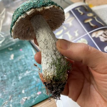 Текстильные грибы Аманды Коббетт