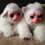 Зайка и Бали ООАК. Авторские игрушки