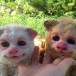 Айми и Хуч. Авторская игрушка