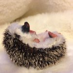 Манюня ежик