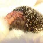 Ежуля маленький соня