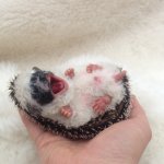 Манюня ежик. Авторская игрушка