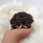 Манюнчик. Авторские игрушки