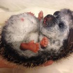 Ежик 2 . Авторская игрушка