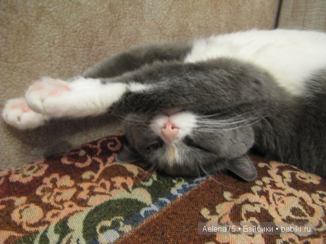 Робекка Стим, Monster High