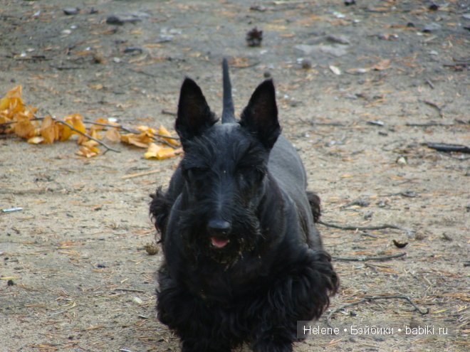 Ну, здравствуй, Челси! Chelsea от Susan Lippl