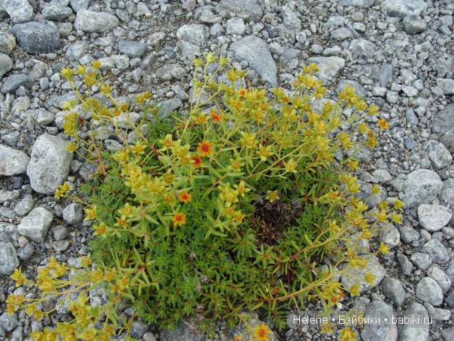 Страна Полуночного Солнца или Большое путешествие Рейчел - II