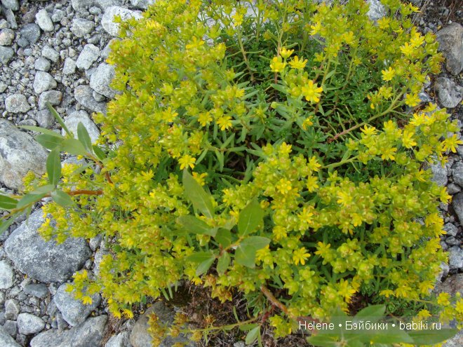 Страна Полуночного Солнца или Большое путешествие Рейчел - II