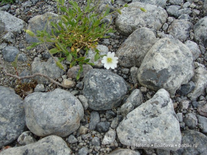 Страна Полуночного Солнца или Большое путешествие Рейчел - II