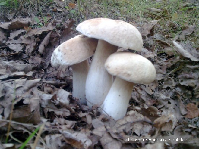 Подружка для Софи. Куколки Kathe Kruse (фото 2)