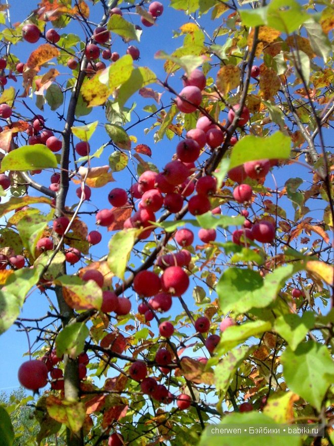 Подружка для Софи. Куколки Kathe Kruse (фото 3)