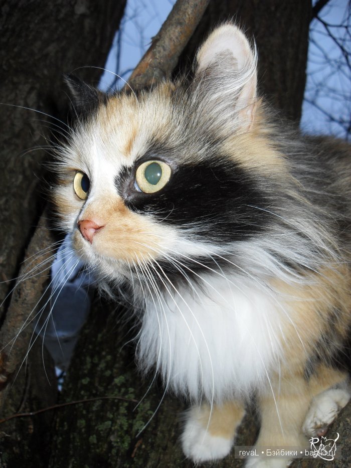 Ирис, Алекс, Селена, Женька, куклы БЖД, Я-Любаша Рева