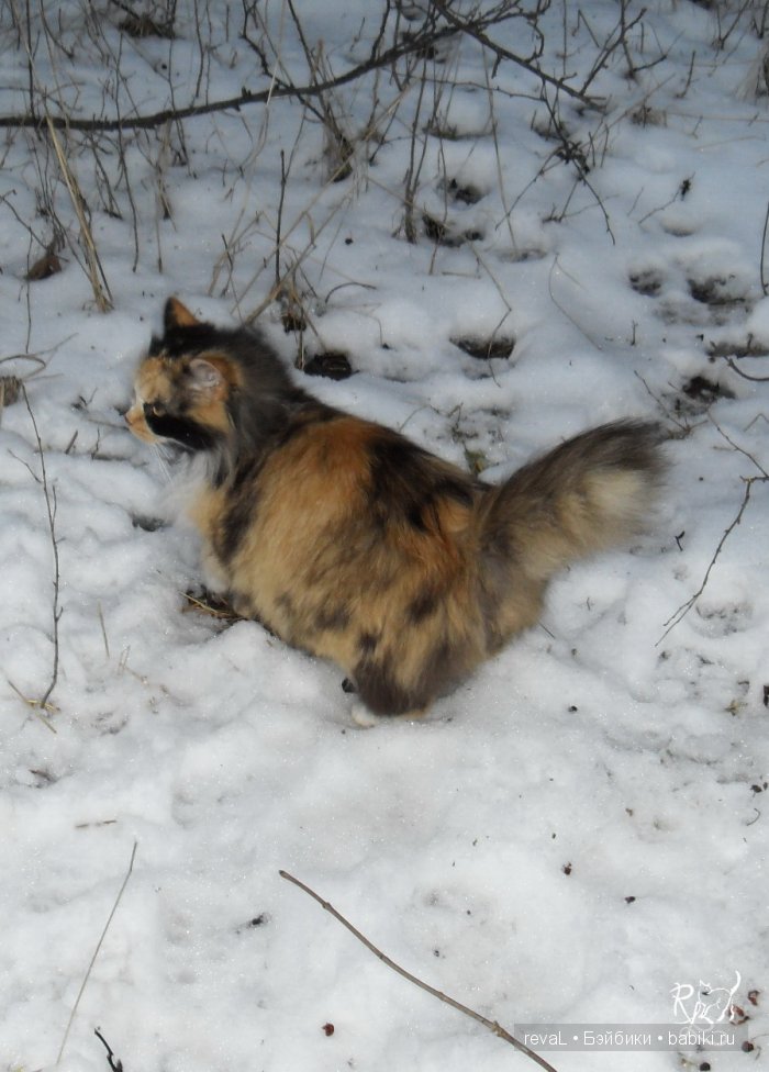 Ирис, Алекс, Селена, Женька, куклы БЖД, Я-Любаша Рева