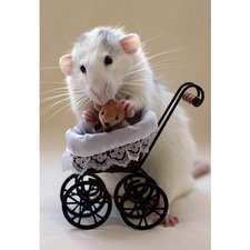 Гороскоп кукольника на 2020 год