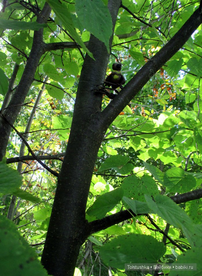 Мой птенчик — Куклы Iplehouse (Иплхаус): BJD (БЖД)