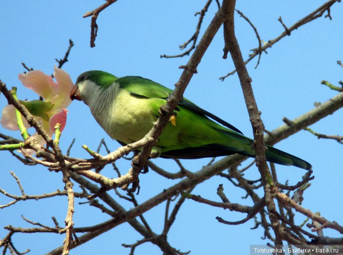 Неудачная поездка — Куклы Iplehouse (Иплхаус): BJD (БЖД) (фото 8)