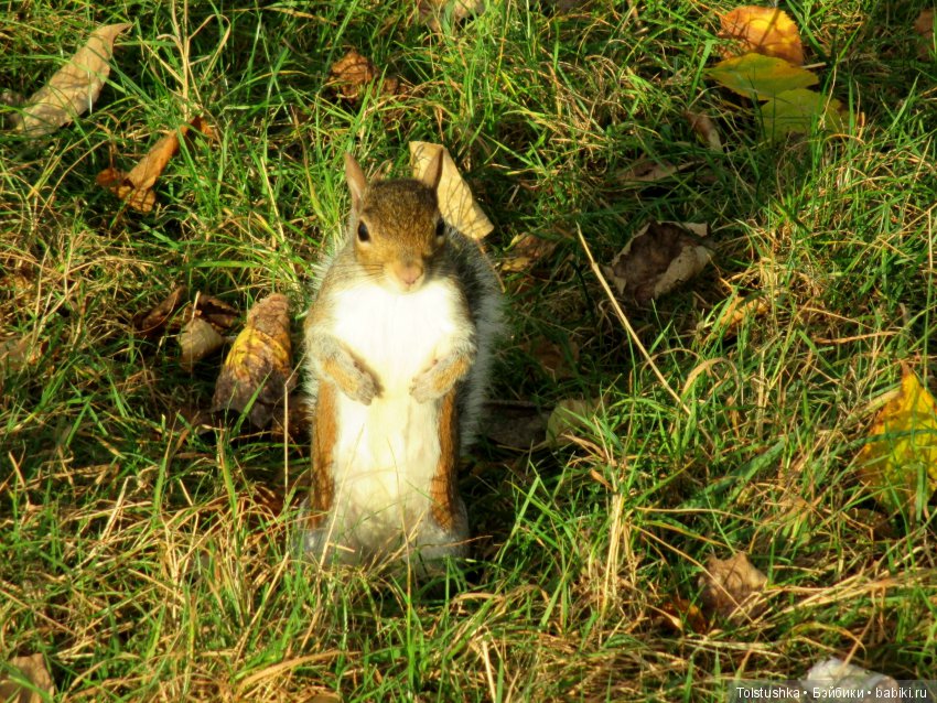 Do you speak English | Бэйбики Do you speak English — Куклы Iplehouse (Иплхаус): BJD (БЖД)