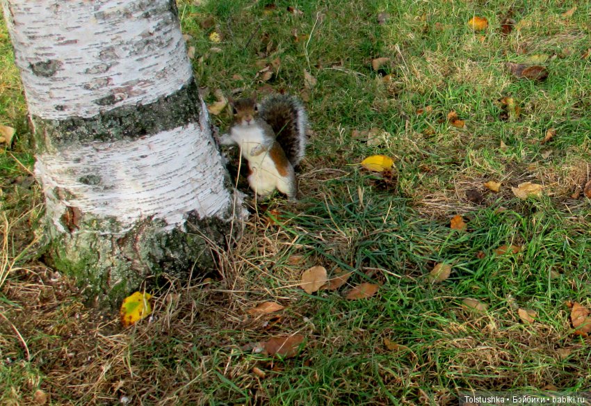 Do you speak English | Бэйбики Do you speak English — Куклы Iplehouse (Иплхаус): BJD (БЖД)