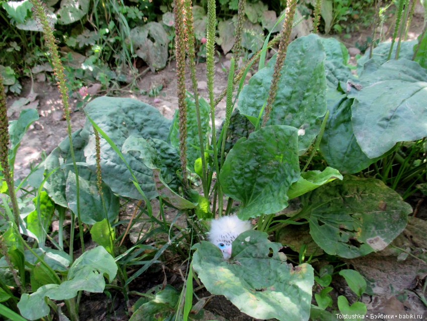 Куклы Iplehouse (Иплхаус): BJD (БЖД)