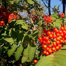 Рябиновый король или осень на даче