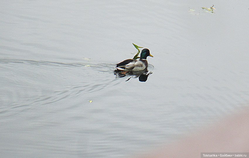 Погуляем | Бэйбики Погуляем — Куклы Iplehouse (Иплхаус): BJD (БЖД)