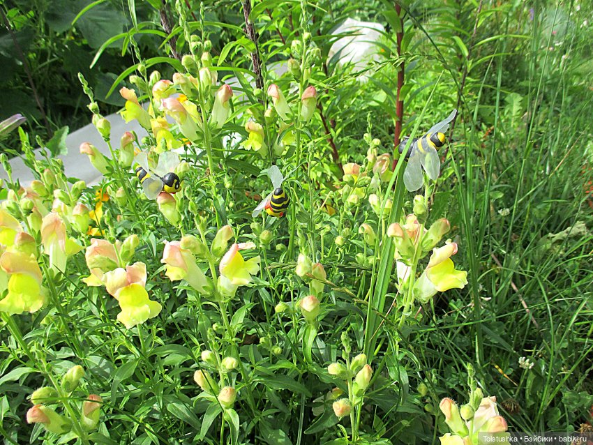 Куклы Nikki Britt (Никки Бритт): авторские BJD (БЖД)