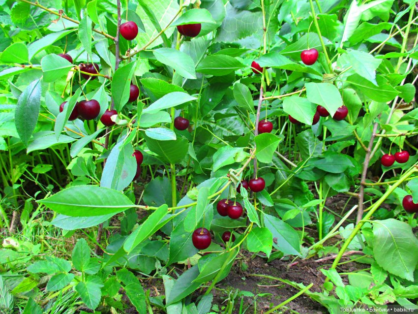 Вишенки — Куклы Iplehouse (Иплхаус): BJD (БЖД)