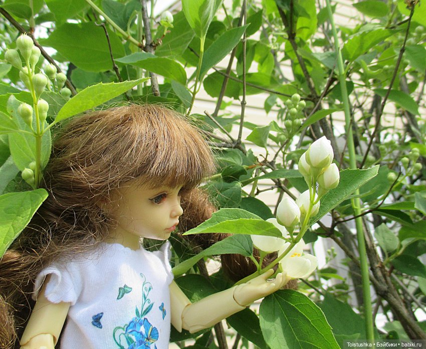 Девчонки- как цветы — Куклы Iplehouse (Иплхаус): BJD (БЖД) (фото 2)