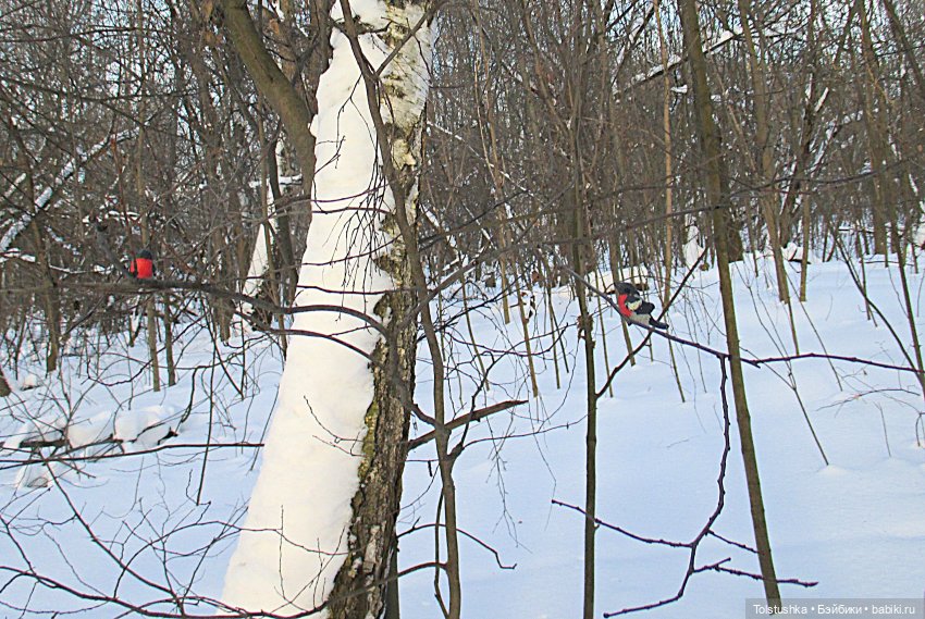 На лыжах. Девчонки — Куклы Iplehouse (Иплхаус): BJD (БЖД)