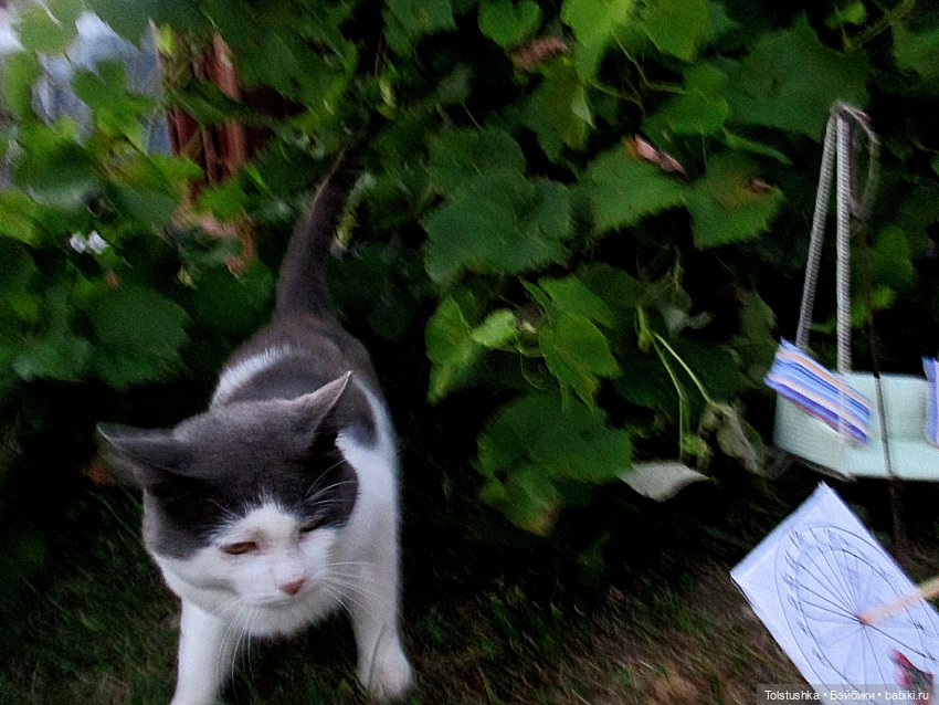 Лунное время — Куклы Iplehouse (Иплхаус): BJD (БЖД)