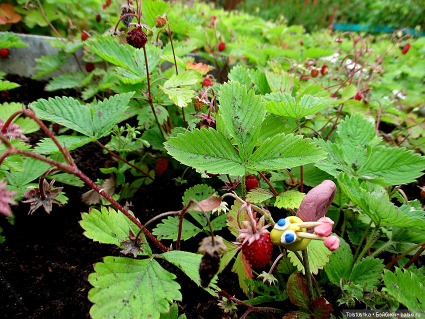 Ягодки — Куклы Nikki Britt (Никки Бритт): авторские BJD (БЖД)