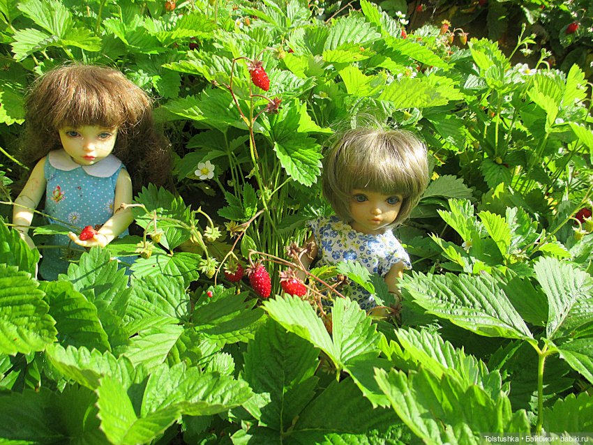 Липа зацвела — Куклы Iplehouse (Иплхаус): BJD (БЖД) (фото 2)