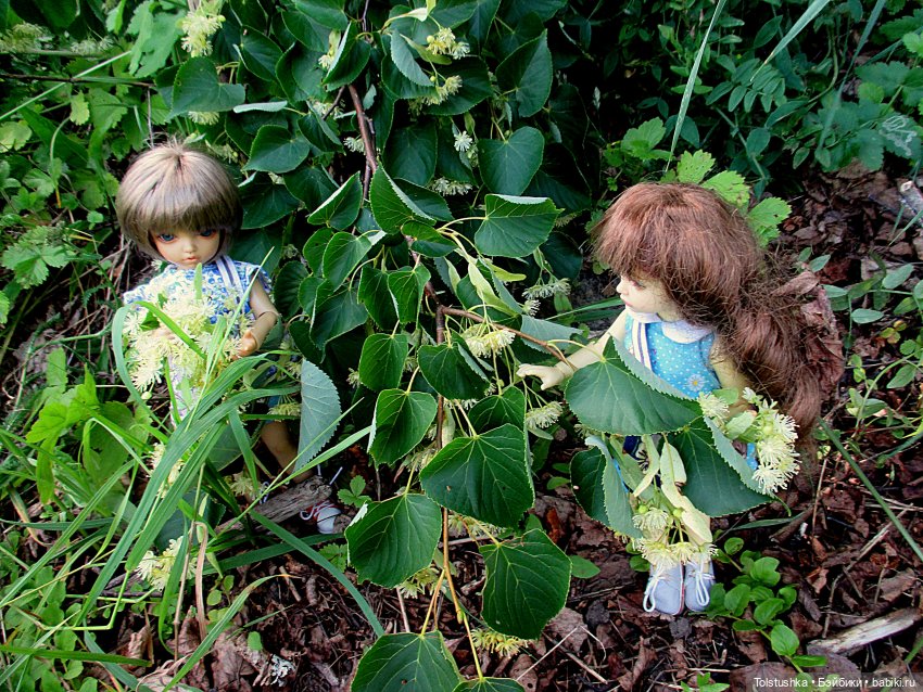 Липа зацвела — Куклы Iplehouse (Иплхаус): BJD (БЖД) (фото 9)
