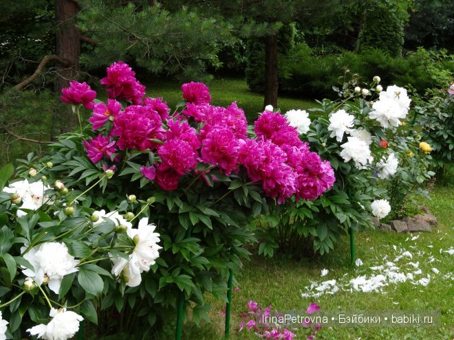 Урок ботаники для Маруси на даче в Подмосковье | Бэйбики Урок ботаники для Маруси на даче в Подмосковье