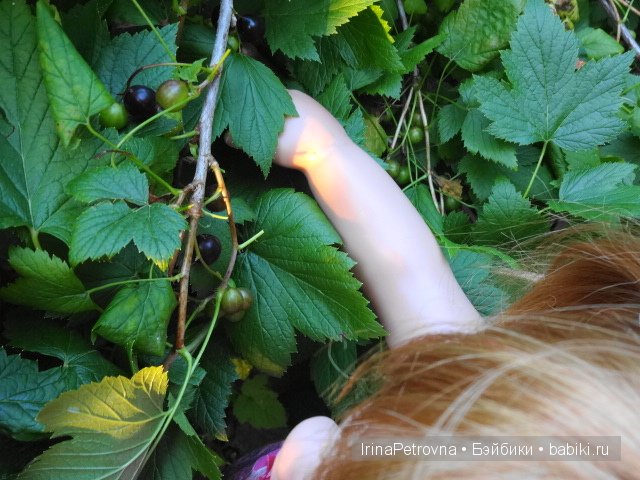 Урок ботаники для Маруси на даче в Подмосковье | Бэйбики Урок ботаники для Маруси на даче в Подмосковье