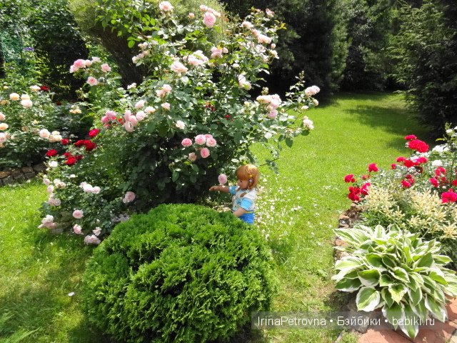 Урок ботаники для Маруси на даче в Подмосковье | Бэйбики Урок ботаники для Маруси на даче в Подмосковье