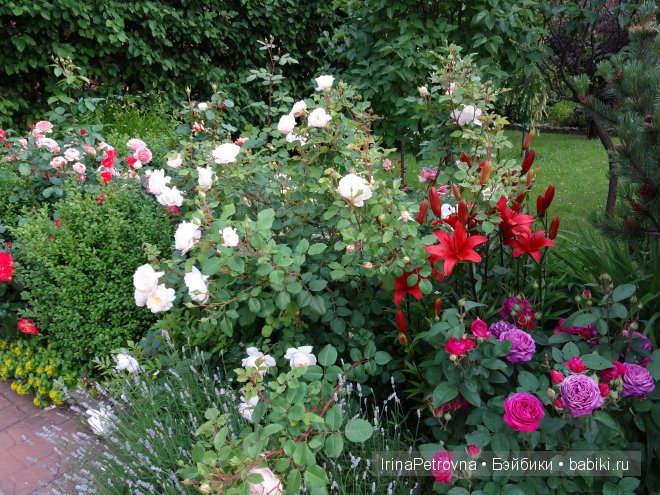 Урок ботаники для Маруси на даче в Подмосковье | Бэйбики Урок ботаники для Маруси на даче в Подмосковье