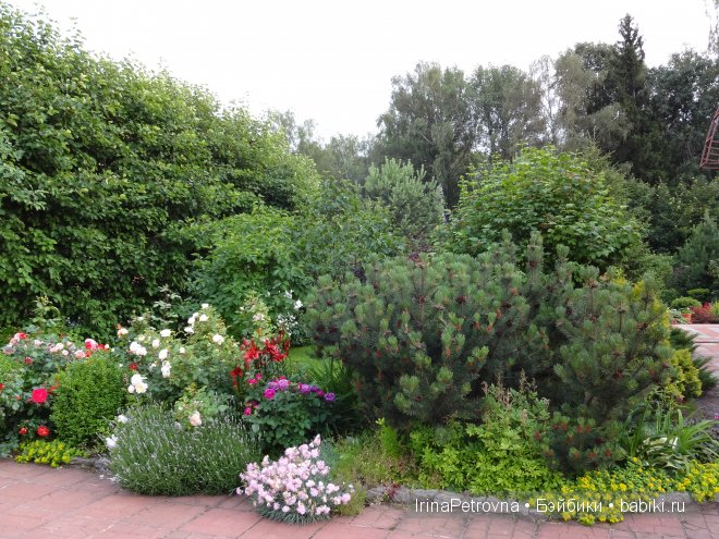 Урок ботаники для Маруси на даче в Подмосковье | Бэйбики Урок ботаники для Маруси на даче в Подмосковье (фото 4)